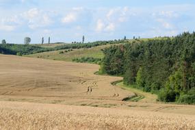 Crops Field Wheat