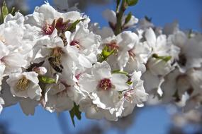 Flower Almond Tree Spring