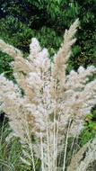 Flower Plant Summer