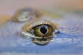 peeking alligator in Australia