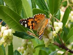 orange butterfly in the garden