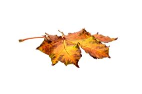 dry leaves on the road