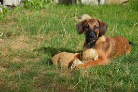 Dog Pet Hybrid Young