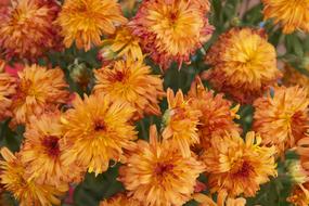 Orange Flowers Botanical Bloom
