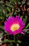 Flower Bright Bloom