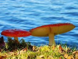 Mushrooms Nature Forest Mushroom