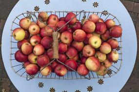 Apple Boskoop Pome Fruit Summer
