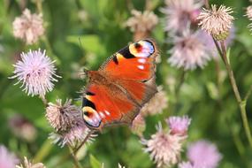 gorgeous Flowers Thistle Insect