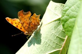 orange spotted butterfly on a twisted green leaf