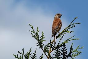 Beautiful and colorful Linnet bird on the green plant, at background with blue sky with white clouds