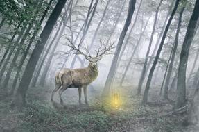 The Deer Animal