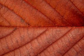 Autumn red Leaves texture