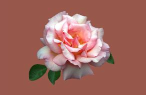 beautiful rosebud in color