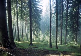 Autumn Forest backlighting