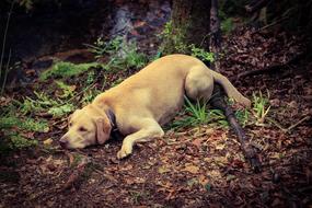 incredibly cute Dog in Forest