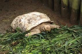 Animal Turtle