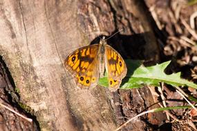 Lasiommata on a tree close-up on a blurred background