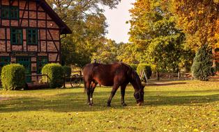 Animals Horse Farm