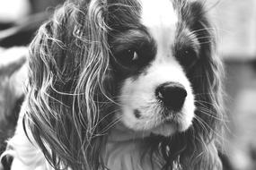 splendid Cavalier King
