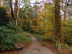 autumn forest, road, wooden bench