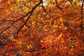 Nature Tree Autumn