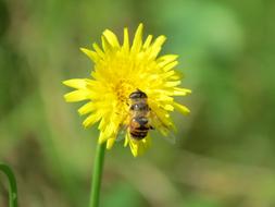 Hover Fly Flower Insect