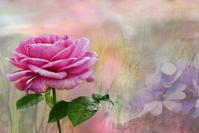 plant rose pink texture noble