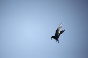 splendid Common Tern Bird