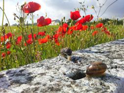 snails on poppy field background