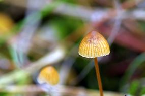 Mushrooms Mushroom Small