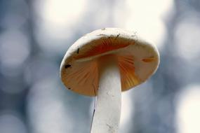 Mushrooms Mushroom Hat