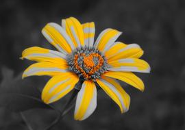 Flowers Yellow Splash
