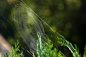 spider web on thuja branches