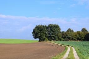 Landscape Trees Nature