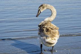 enchanting Swan Great Mal