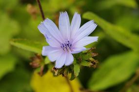 Chicory Nature Fresh