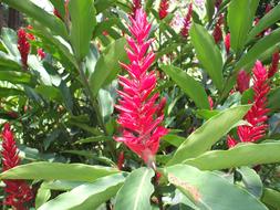 Colombia Flower Heliconia