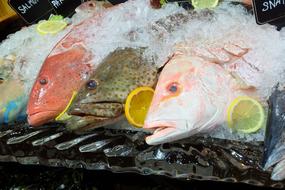 Fish Seafood Dinner