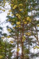 Spring Forest bush