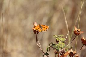 orange butterfly on a dry bush on a blurred background