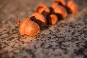 Acorns Close Up Beautiful