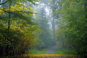 The Fog in Forest