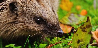 charming Hedgehog Child Young