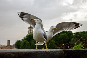 two seagulls on the promenade in Rome