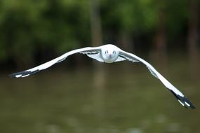 Gulls Pu