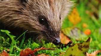 Hedgehog head at grass close up