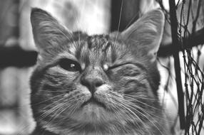Cat Wink