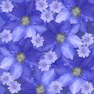 purple beautiful flowers buds
