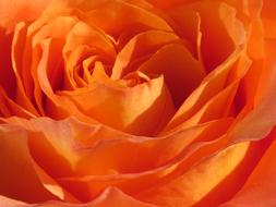 Flower Rose Blossom