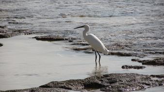 gorgeous Heron Bird
